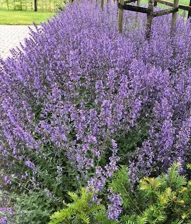 De Egelburcht * 加德兰